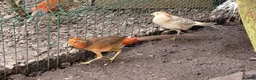 Pheasants poultry for sale: x3 male Golden pheasants - Advert 7