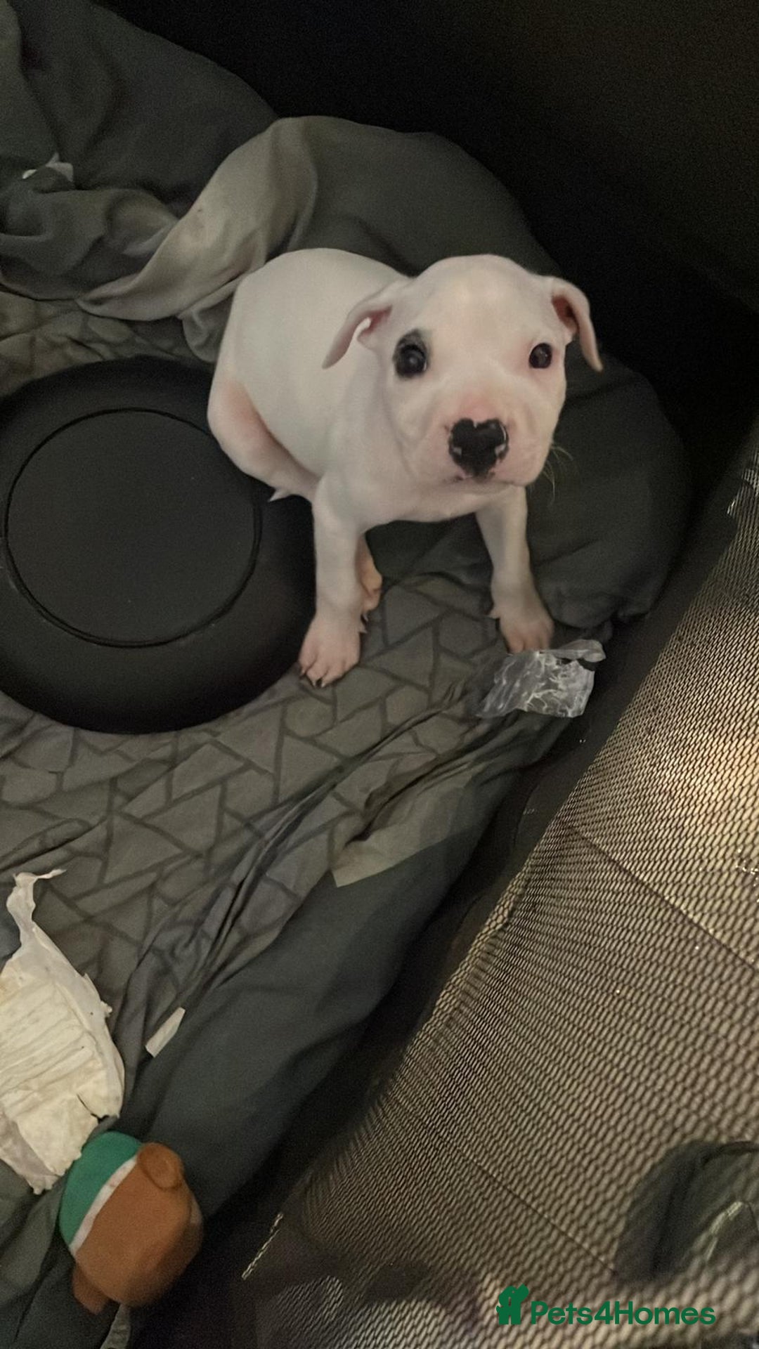 Staffordshire Bull Terrier dogs for sale: Staffies  - Image 3
