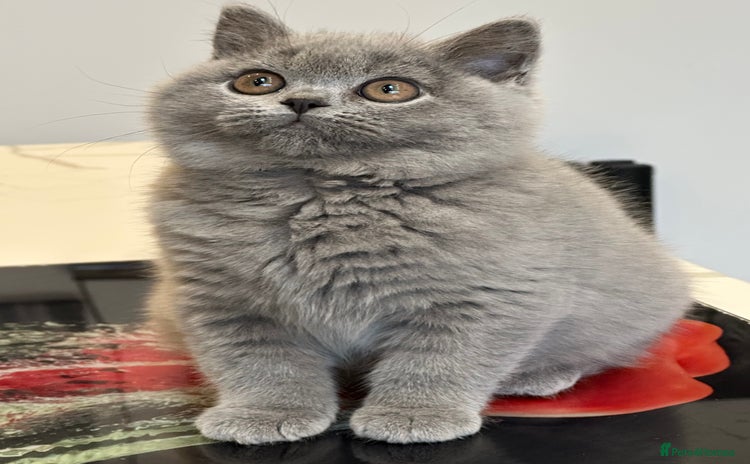 British Shorthair cats - Advert 3