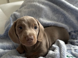 Miniature Dachshund dogs Miniature dachshund puppies - Advert 17