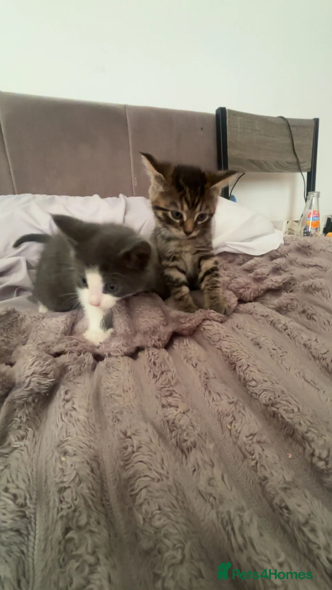 Mixed Breed cats for sale: Beautiful grey kittens - Advert 2