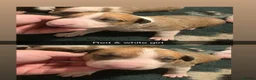 English Bull Terrier dogs for sale: KC REGISTERED ENGLISH BULL TERRIER PUPPIES  - Advert 9