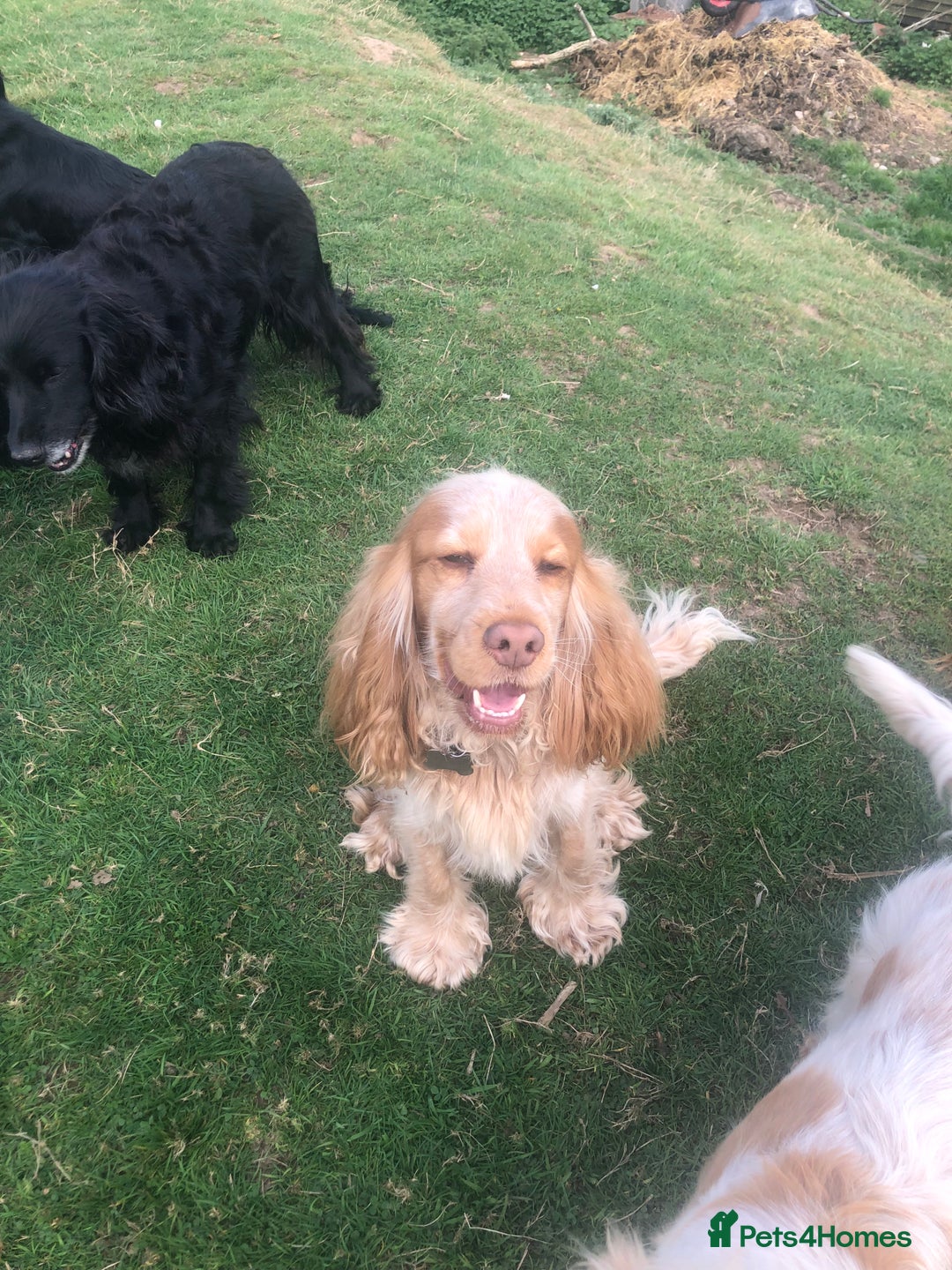 Cocker Spaniel dogs for sale: Pure beautiful show cocker spaniel puppies  - Image 28