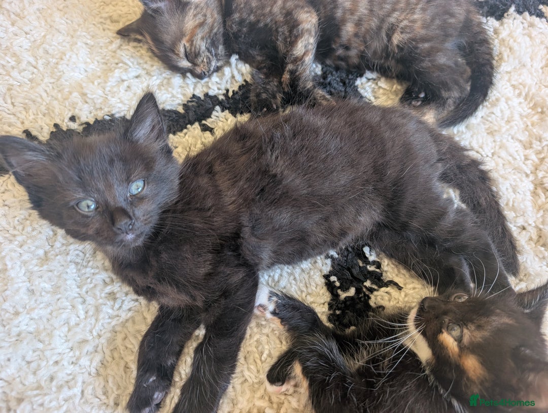 Mixed Breed cats for sale: Beautiful kittens - Image 5