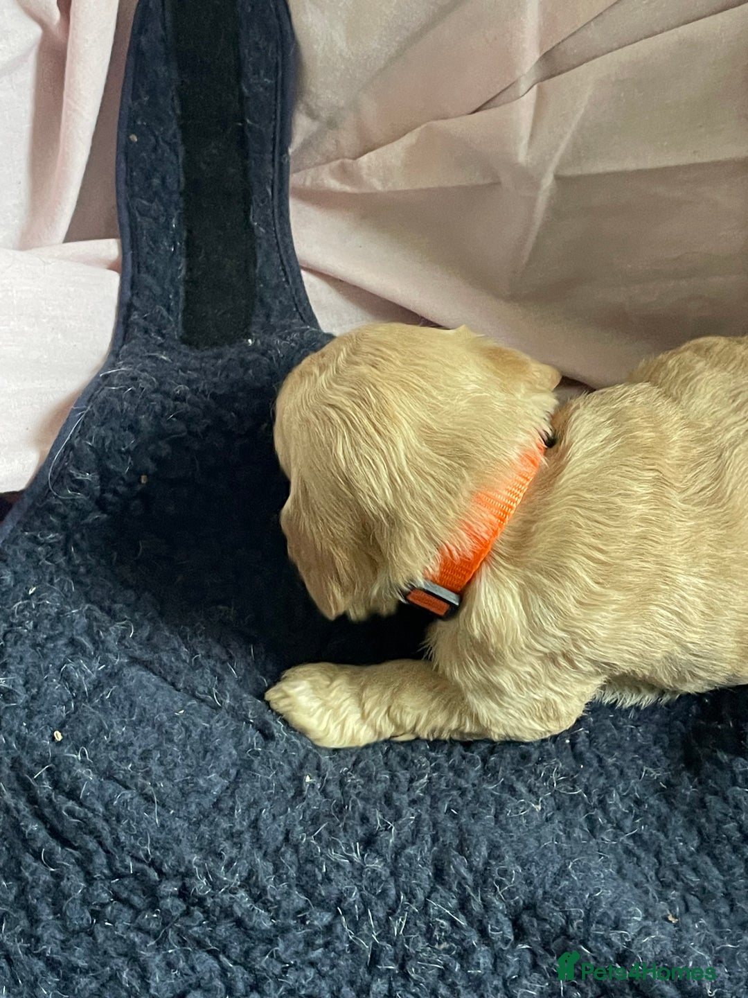 Cockapoo dogs for sale: Toy Cockapoo F1 - Image 18