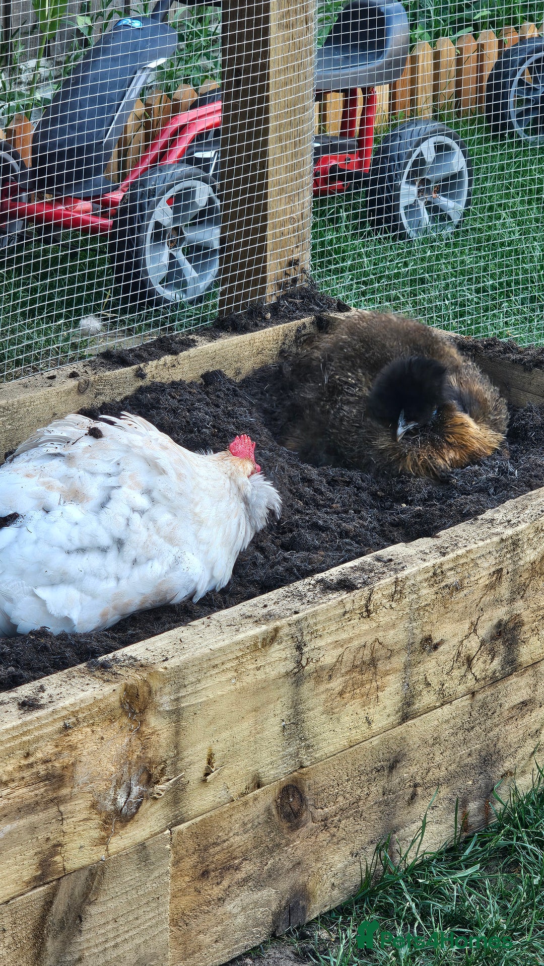 Hens poultry for sale: Hens for sale. - Image 10