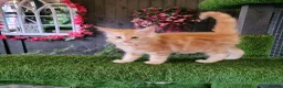 Maine Coon cats for sale: Maine Coon kittens for sale CF81  - Advert 7