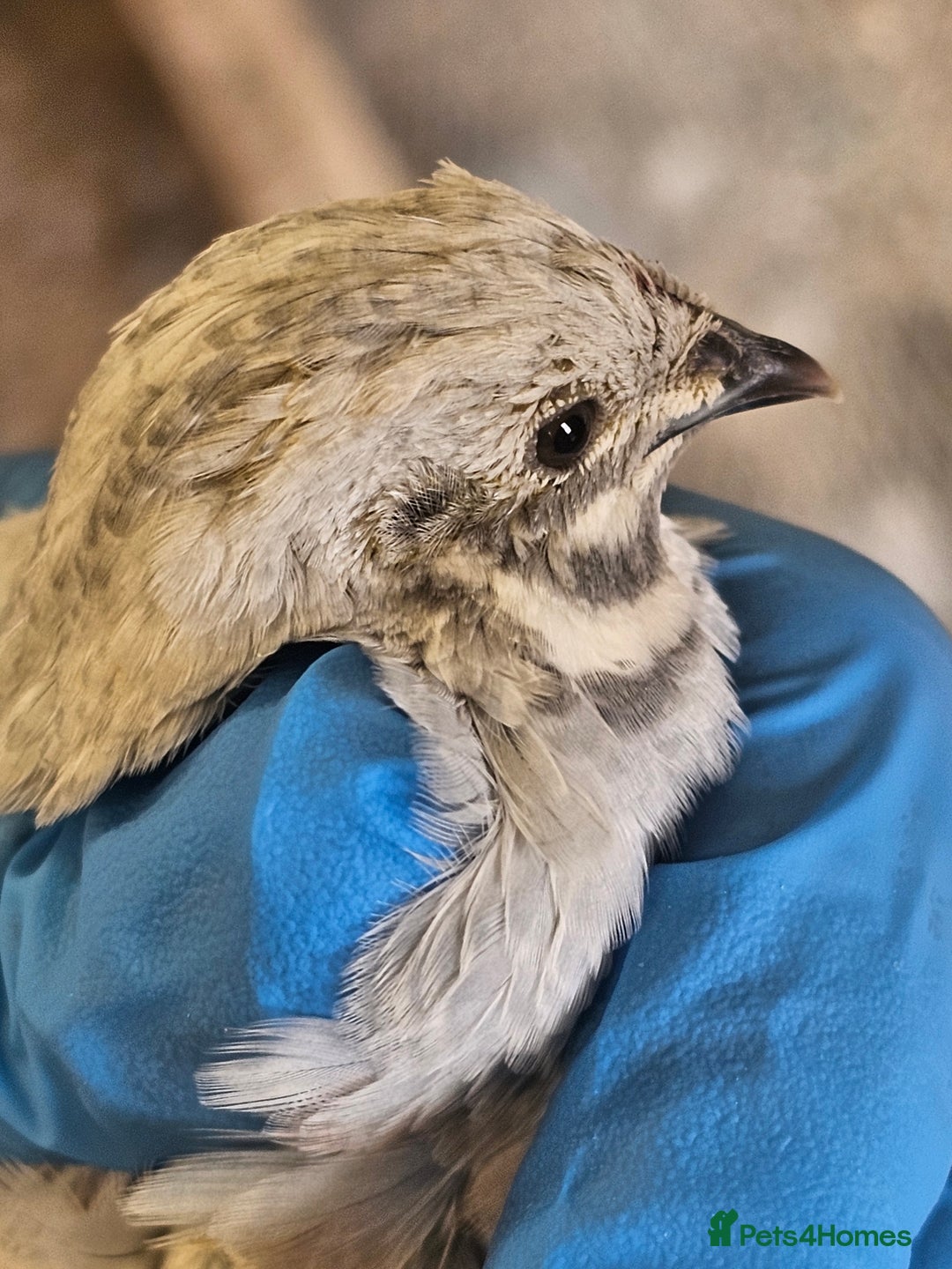 Quail poultry for sale:  Silver Red-Breasted Button Quail  - Image 4