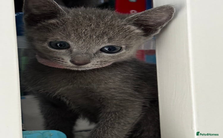 Russian Blue cats - Advert 1