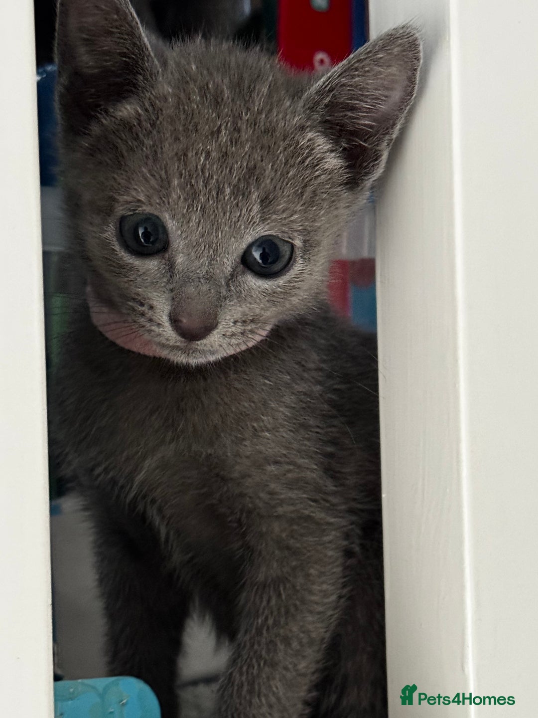 Russian Blue cats for sale: 🩵GCCF Registered Russian Blue kittens 🩵 - Image 2