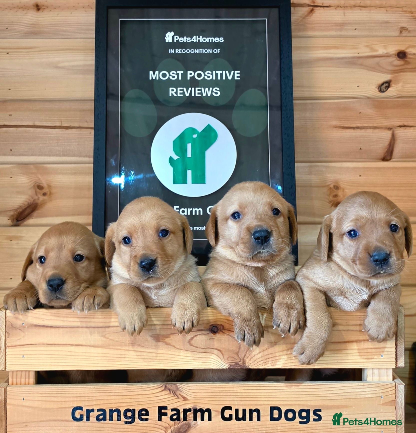 Labrador Retriever dogs for sale: 6 BEAUTIFUL FOX RED KC LABS, HEALTH TESTED PARENTS - Advert 1