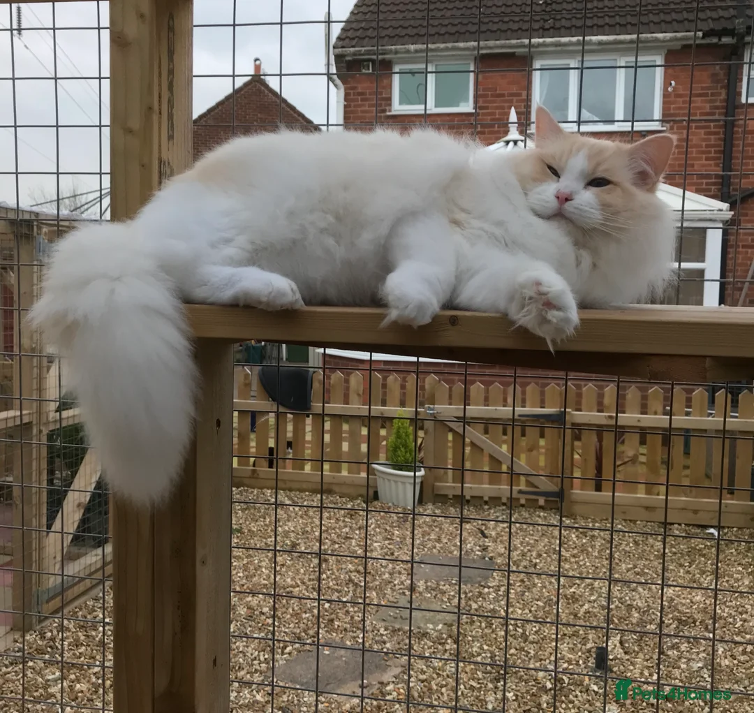 Ragdoll cats for stud: GDCH CREAM BICOLOUR RAGDOLL STUD   in Manchester - Advert 2