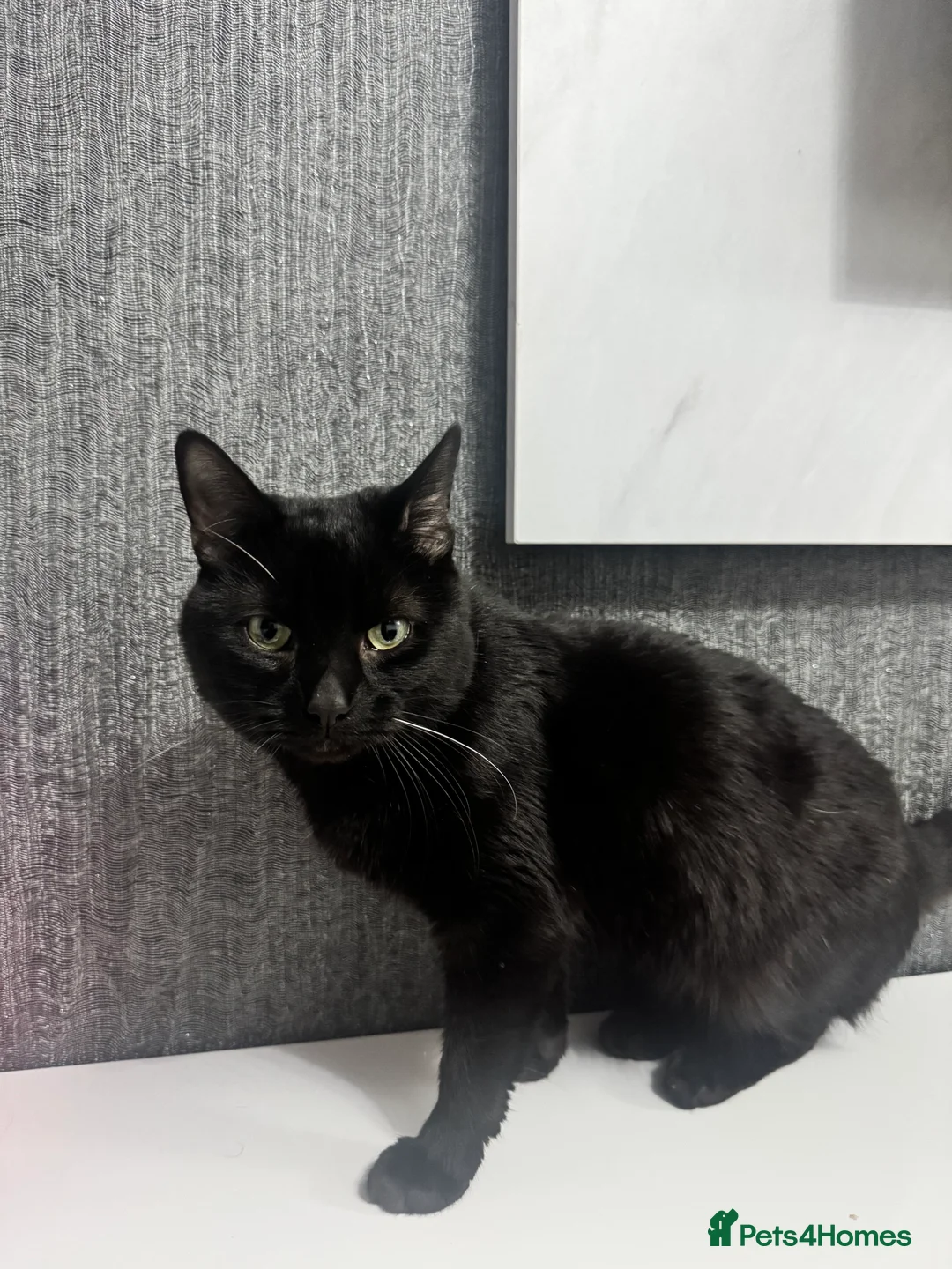 Mixed Breed cats for sale: Sadly re-homing our beloved cat due to allergies. - Advert 5