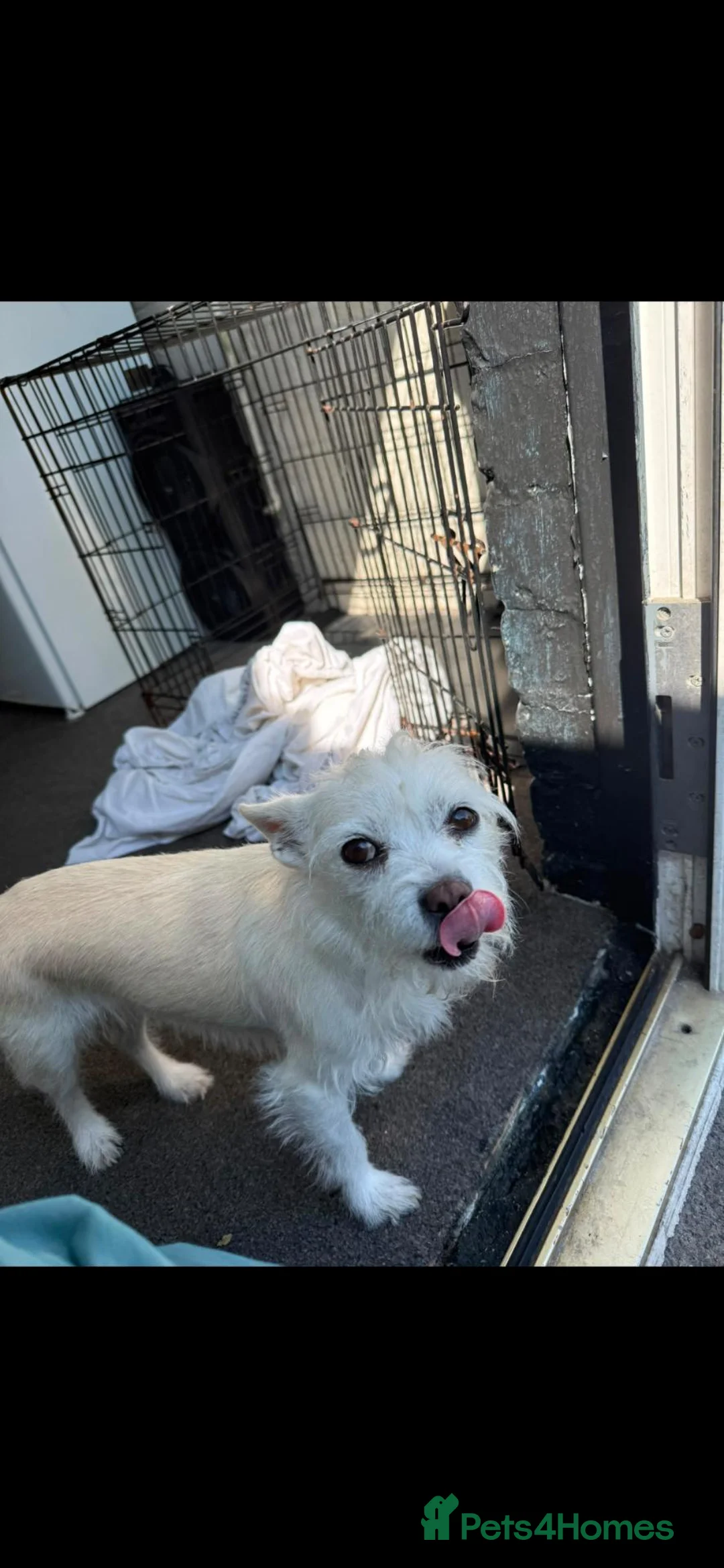 Mixed Breed dogs for sale: Maltese x chihuahua  - Advert 3