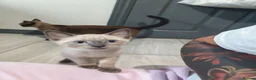 Mixed Breed cats for sale: Last boy ragdoll x sphynx  - Advert 18