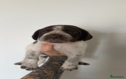 Mixed Breed dogs for sale: Litter of 9 healthy pups  - Image 21