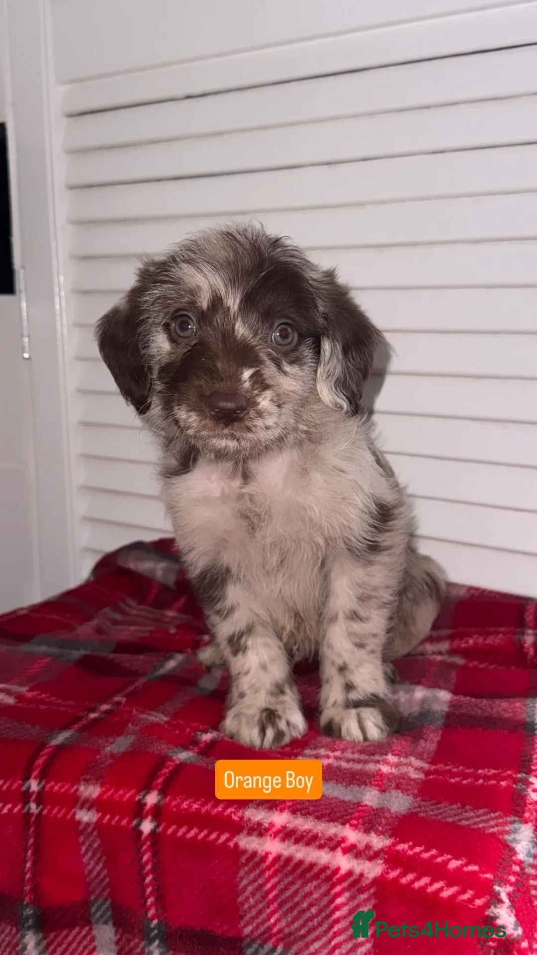 Labradoodle dogs for sale: Miniature Labradoodle Puppies  - Advert 1