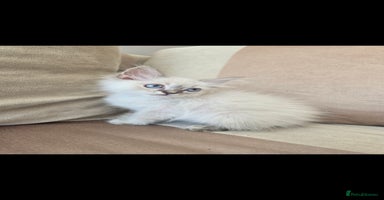 Ragdoll cats - Advert 4