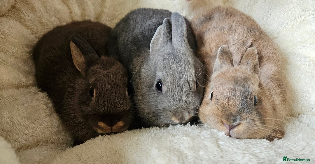 Netherland Dwarf rabbits for sale: Netherland Dwarf boy bunnies  - Image 1