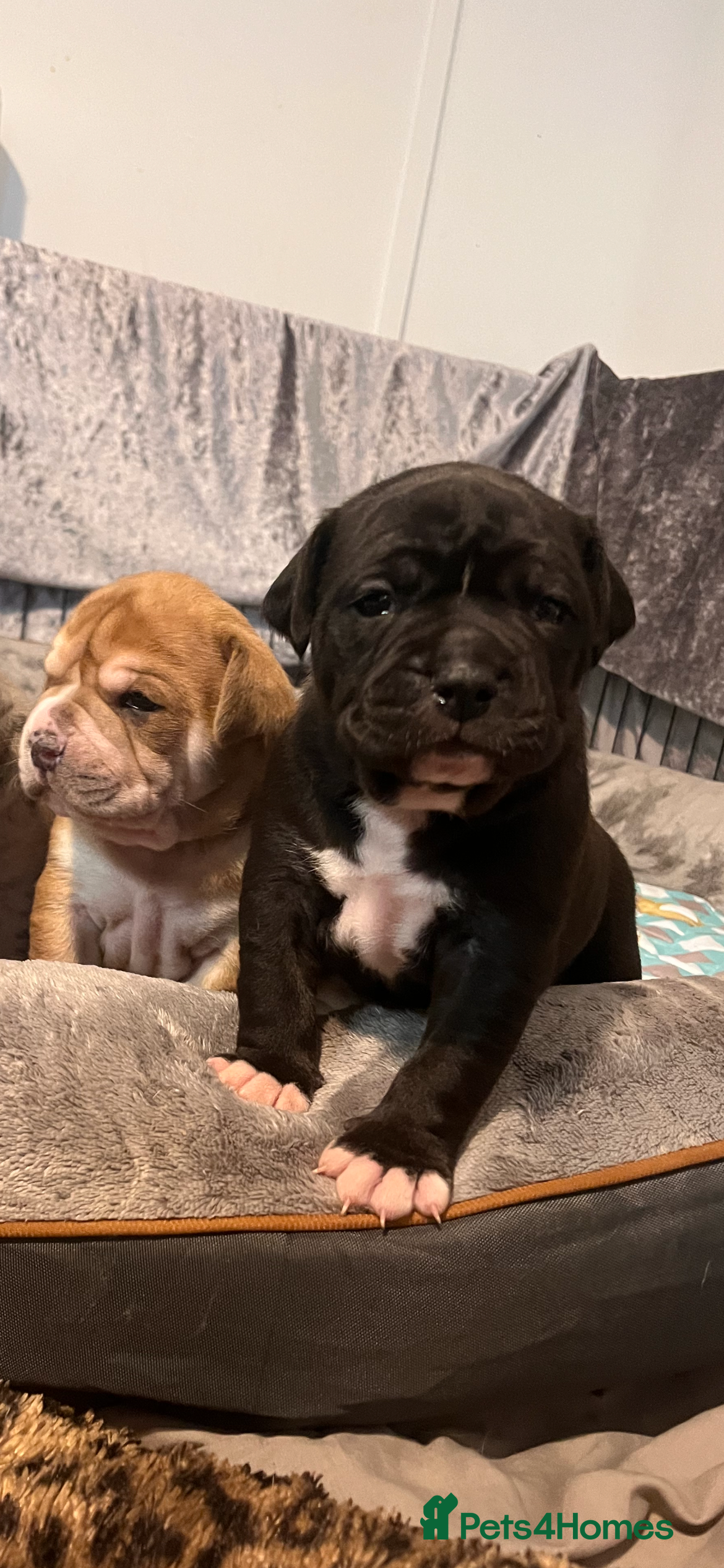 Alapaha Blue Blood Bulldog dogs Alapaha blue blood bulldog - Advert 2