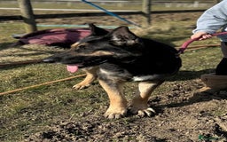 Mixed Breed dogs for sale: Beautiful shepherd in need of loving home - Image 1