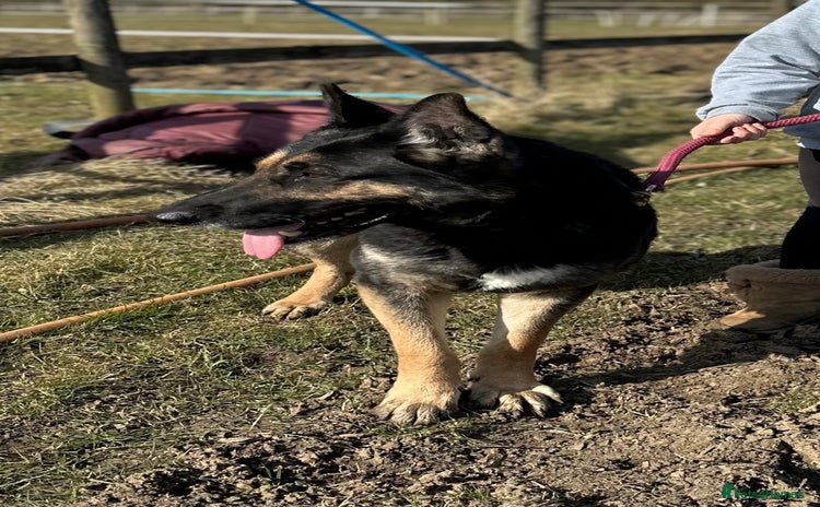 Mixed Breed dogs - Advert 1
