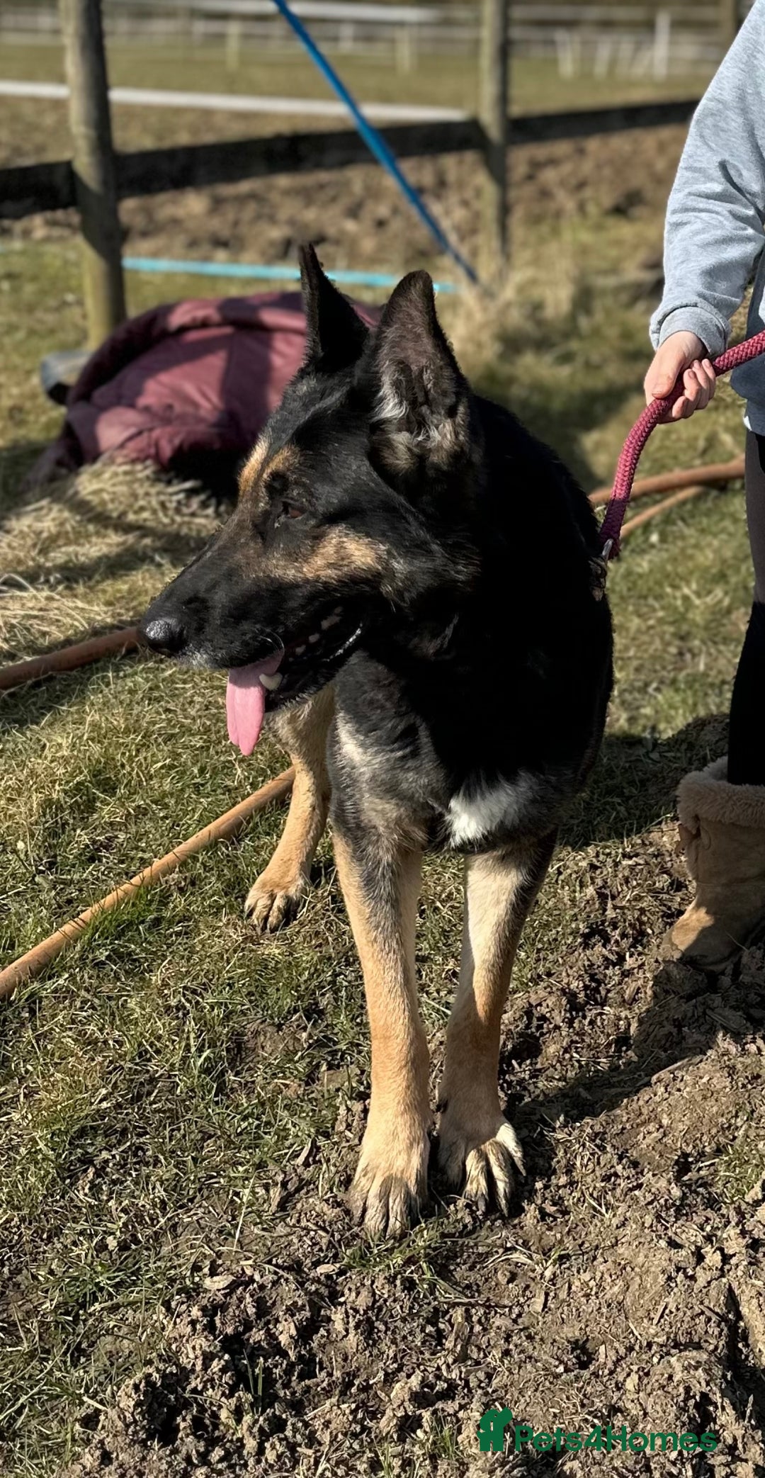 Mixed Breed dogs for sale: Beautiful shepherd in need of loving home - Image 1