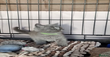 British Shorthair cats - Advert 11