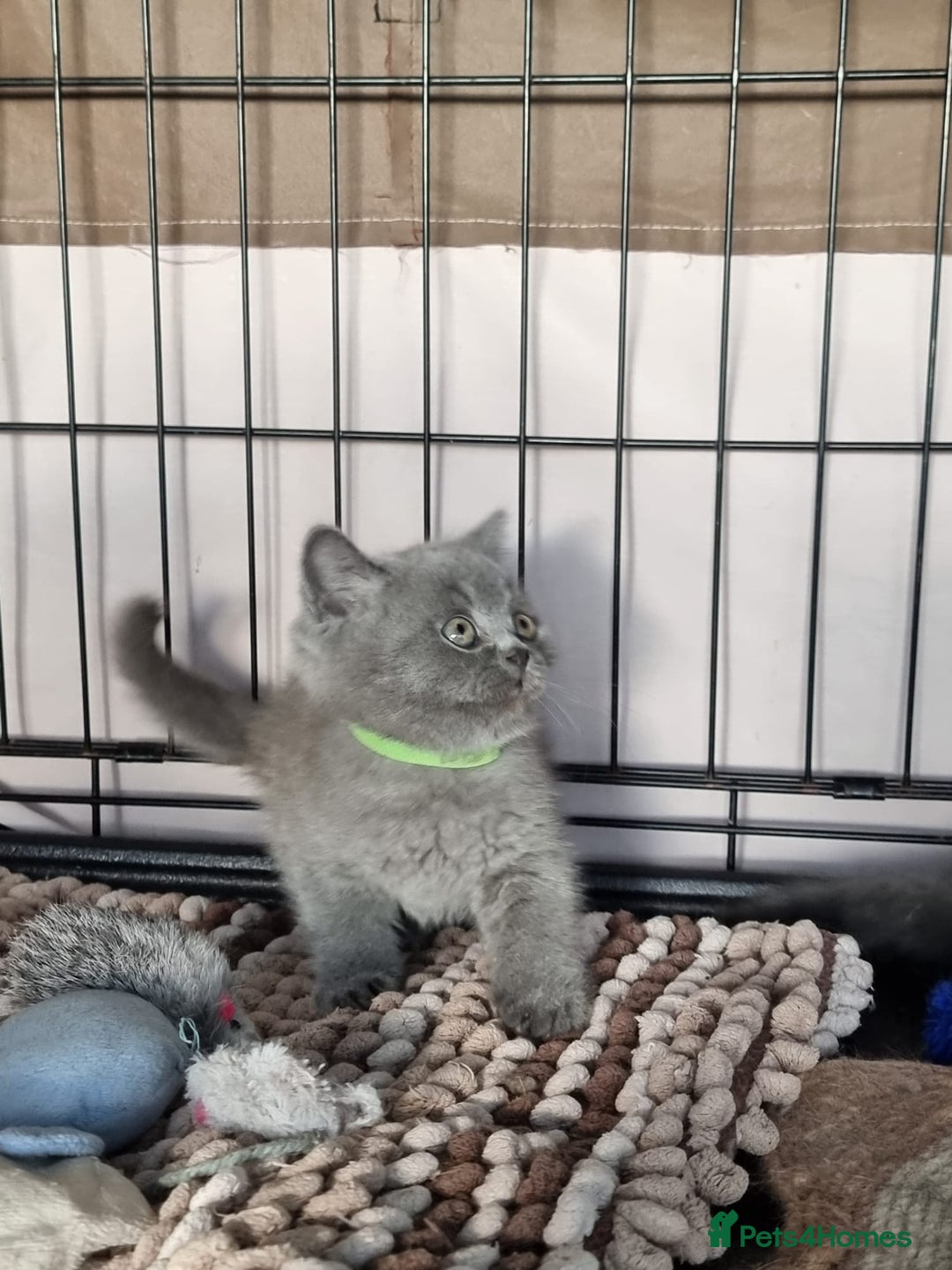 British Shorthair cats for sale: 3 Left Blue BSH Kittens Healthy GCCF Pedigree  - Image 26