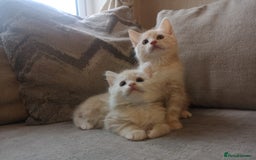 Maine Coon cats for sale: FLUFFY MAINECOON X KITTENS - Image 2