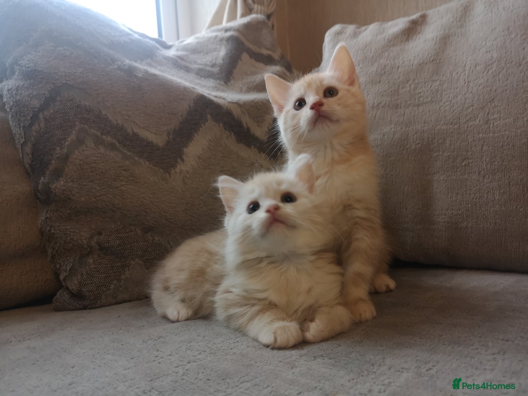 Maine Coon cats for sale: FLUFFY MAINECOON X KITTENS - Image 2