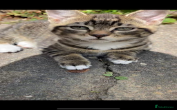 Domestic Shorthair cats for sale: Sweetest Kitten - Image 7