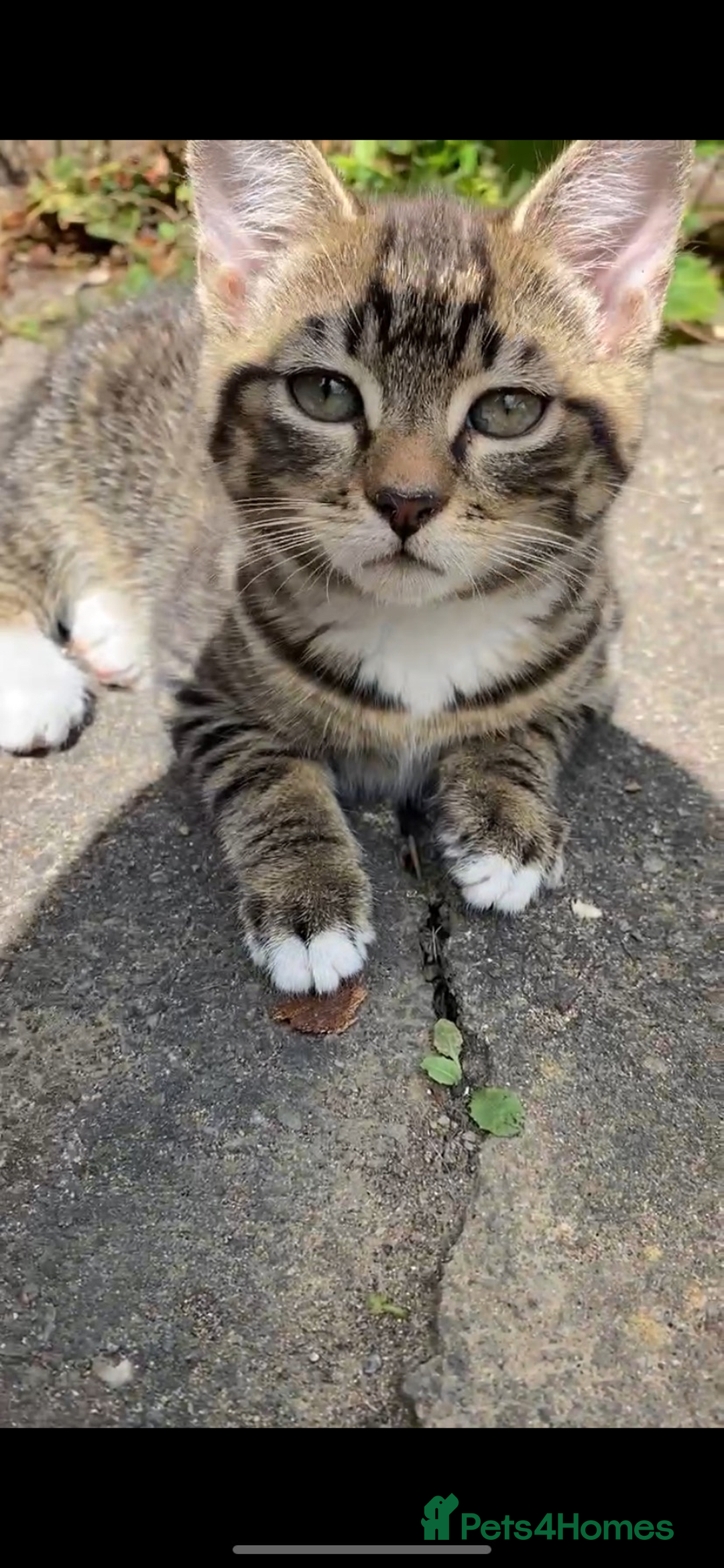 Domestic Shorthair cats for sale: Sweetest Kitten - Image 7