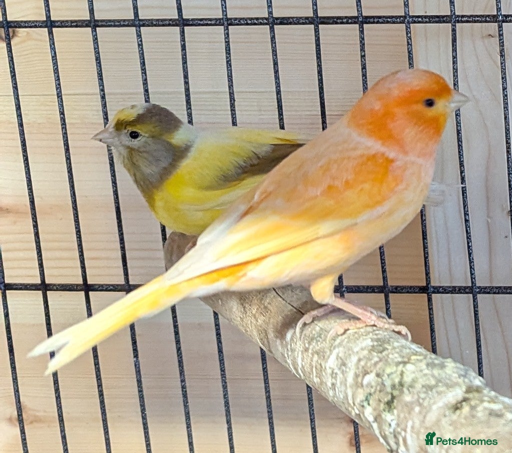 Canaries birds 3 canaries with large cage. - Advert 6