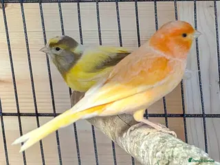 Canaries birds 3 canaries with large cage. - Advert 6