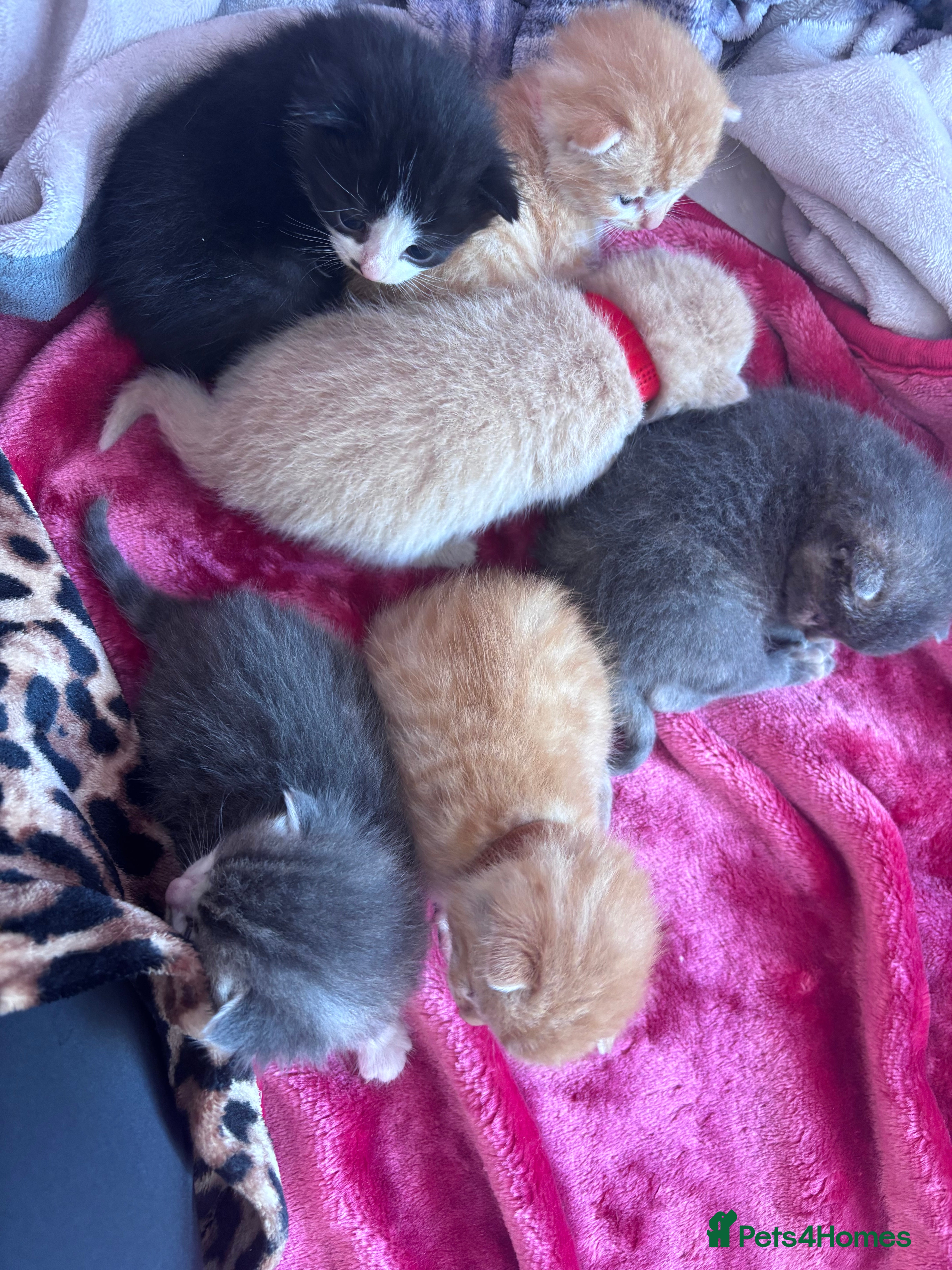 Mixed Breed cats gorgeous male kittens  - Advert 4