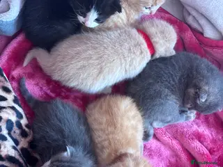 Mixed Breed cats gorgeous male kittens - Advert 4