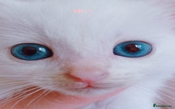 Mixed Breed cats for sale: 4 Gorgeous Pure White Kittens Available 7th Nov - Image 6