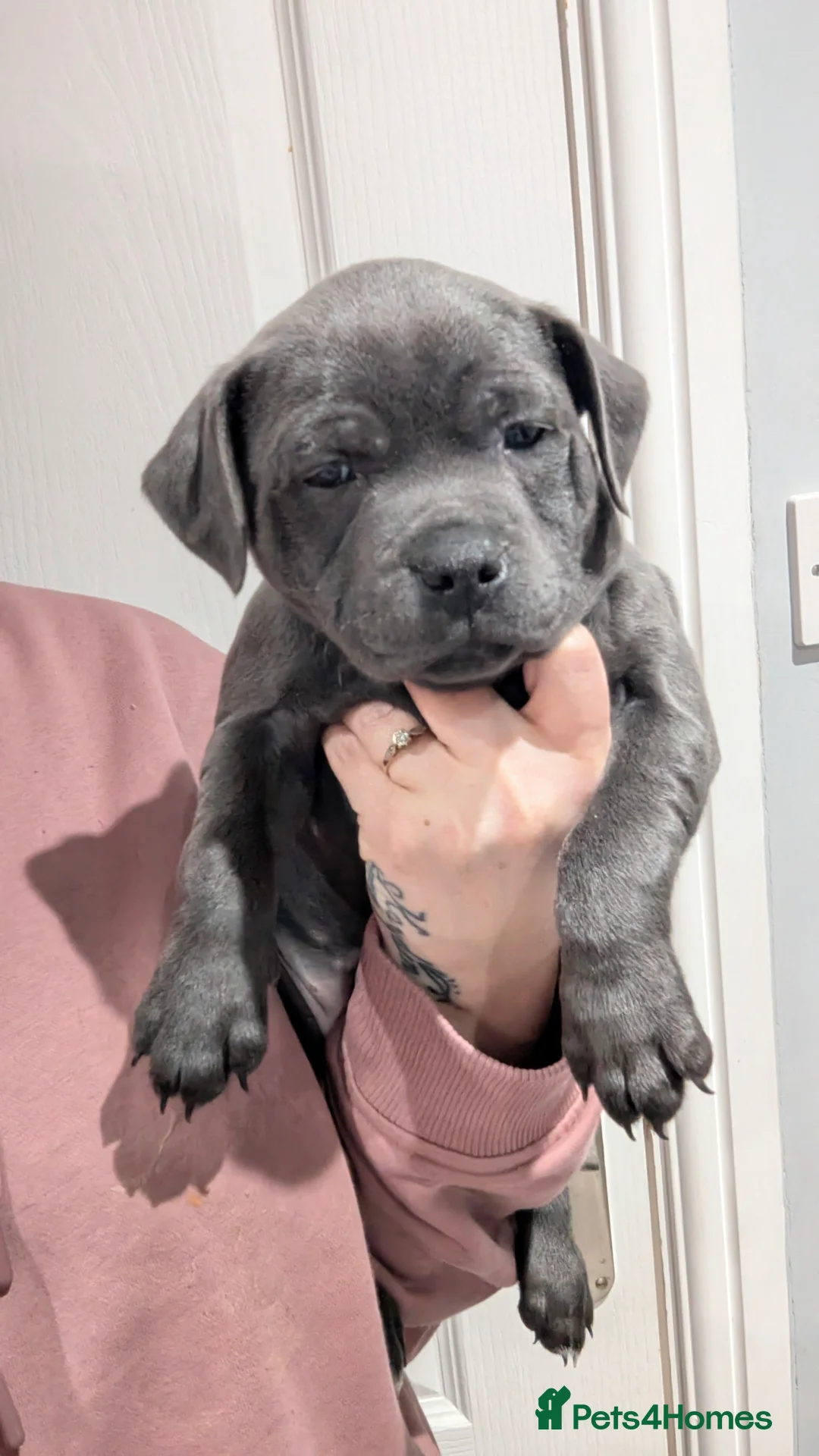 Staffordshire Bull Terrier dogs for sale: Beautiful KC reg Staffordshire bull terriers - Advert 3