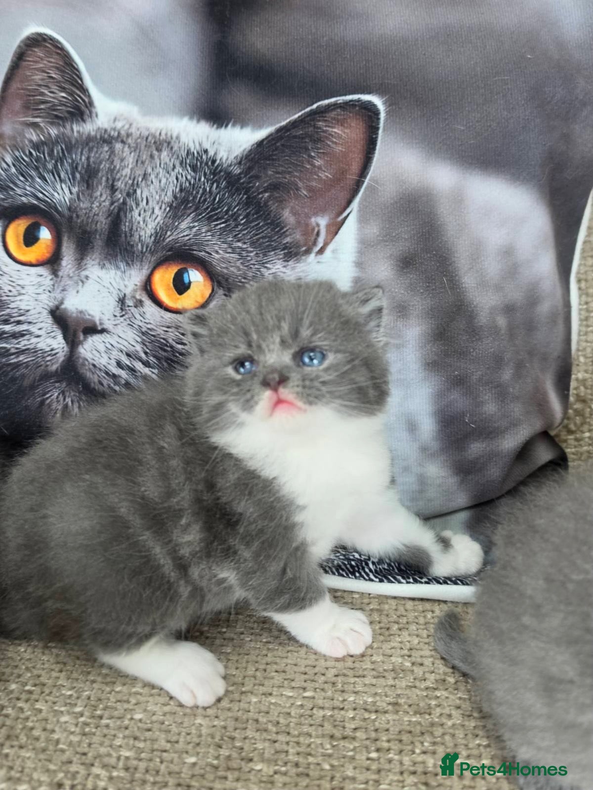 British Shorthair cats British shorthair  - Advert 2