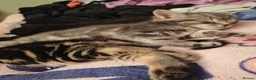 Mixed Breed cats for sale: 4 kittens  - Advert 6