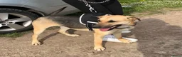 German Shepherd dogs for adoption: Maya – Young German Shepherd x Labrador Cross - Advert 18