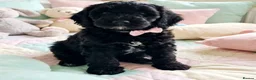 Poodle dogs for stud:  CHOCOLATE MERLE PHANTOM CARRYING PARTI - Advert 3