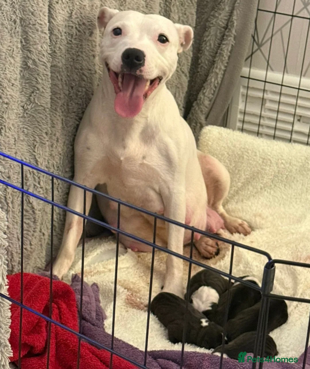 Staffordshire Bull Terrier dogs for sale: Beautiful Blue & White Staffy Pups  - Advert 1