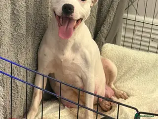 Staffordshire Bull Terrier dogs Beautiful Blue & White Staffy Pups - Advert 1