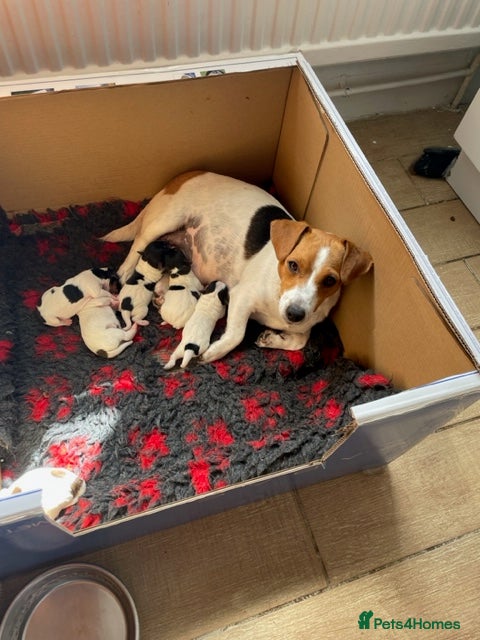 Jack Russell dogs Quality short legged smooth coated JRT puppies - Advert 10