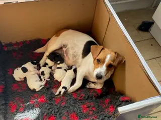 Jack Russell dogs Quality short legged smooth coated JRT puppies - Advert 8