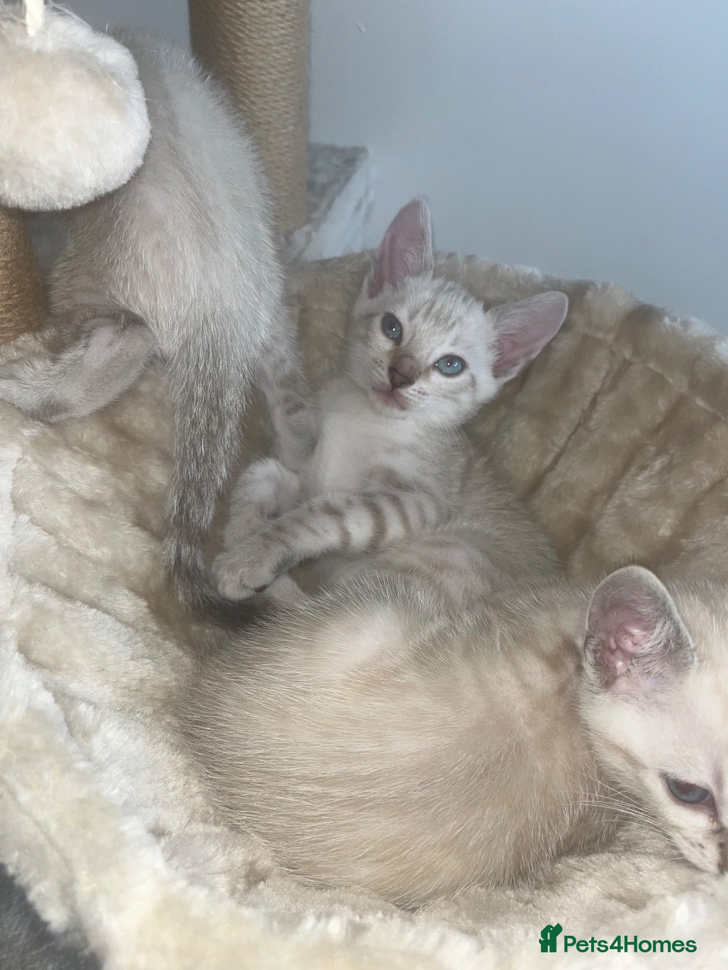 Bengal cats Snow Bengal Kittens For Sale Lynx & Charcoal Mink - Advert 5