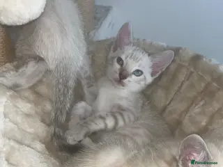 Bengal cats Snow Bengal Kittens For Sale Lynx & Charcoal Mink - Advert 5