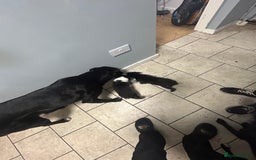 Mixed Breed dogs for sale: 2 female puppies for sale  - Advert 8